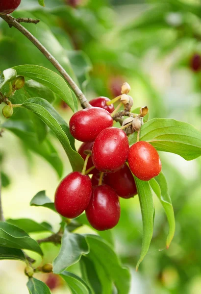 Яскраво-червоні ягоди карниза на гілці — стокове фото