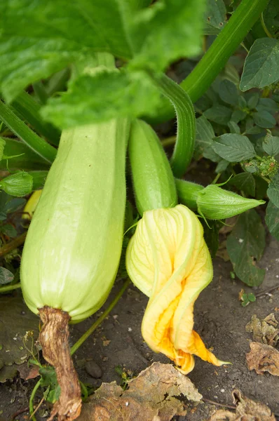 Ripe marrow and ovary with flower — Stock Photo, Image