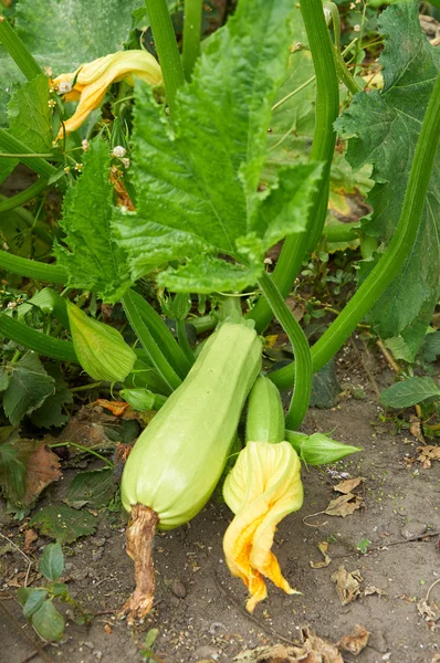 Ripe marrow and ovary with flower — Stock Photo, Image