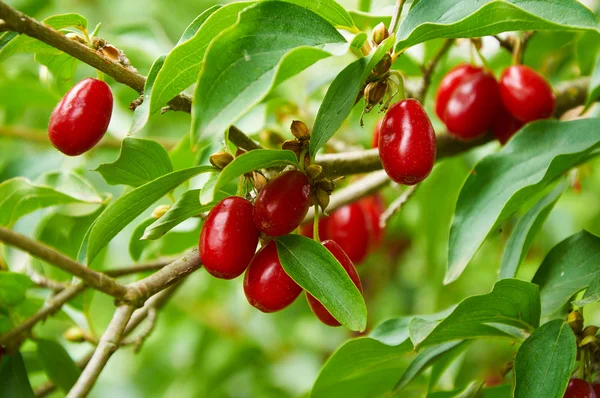 Bayas rojas brillantes de cornel en la rama — Foto de Stock