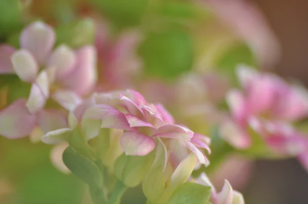 Fragile pink flower of Kalanchoe — Stock Photo, Image