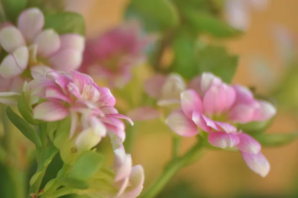 Fragile pink flower of Kalanchoe — Stock Photo, Image