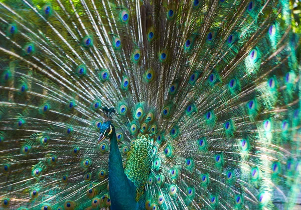 Pfau mit schönem bunten Schwanz — Stockfoto