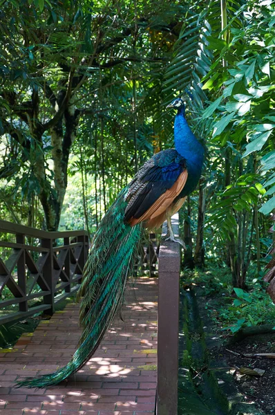 Pfau mit langem schönen bunten Schwanz — Stockfoto