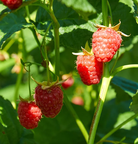 Varias frambuesas rojas maduras creciendo en el arbusto — Foto de Stock