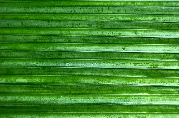 Part of big leaf of palm close-up. — Stock Photo, Image