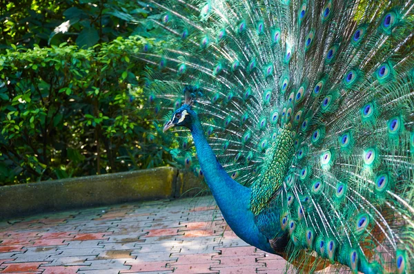 Pavão com bela cauda colorida — Fotografia de Stock