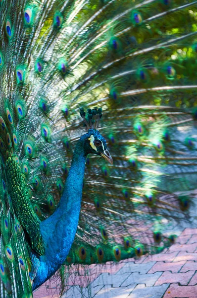 Pfau mit schönem bunten Schwanz — Stockfoto