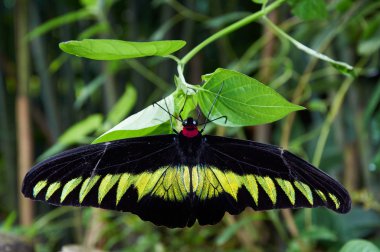 Bir bitki üzerinde oturan rajah Brooke'un Birdwing