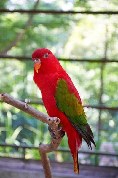 Brebentění lory - červený papoušek se zelenými křídly — Stock fotografie