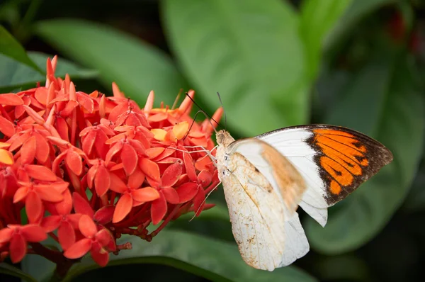 Een oranje en witte vlinder op bloem — Stockfoto