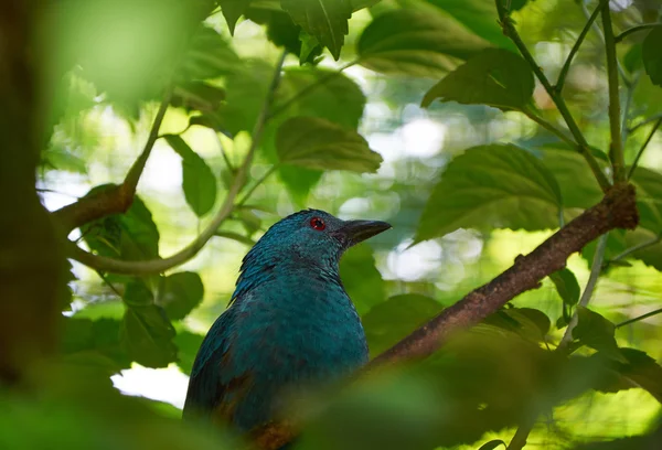 Graubauch-Bulbul in grünen Blättern — Stockfoto