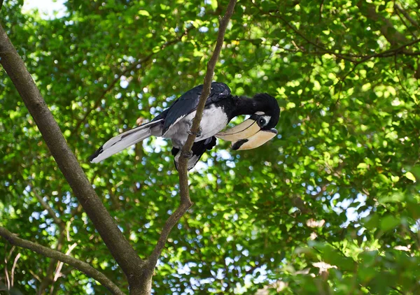Zwart-wit neushoornvogel op de boom — Stockfoto