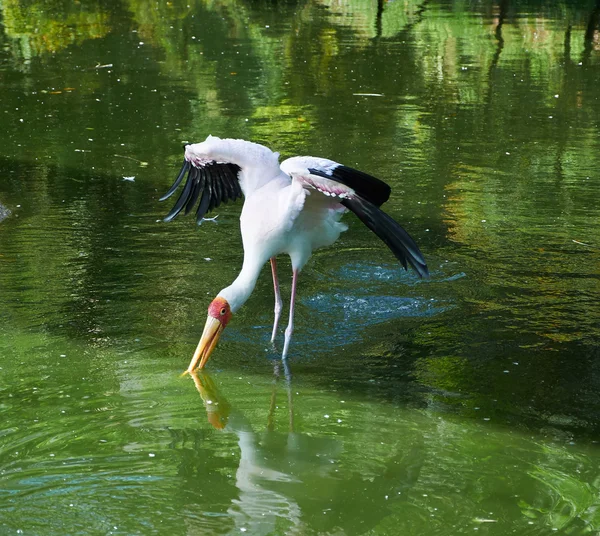 Cigogne à bec jaune — Photo