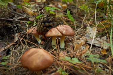 Üç küçük Suillus luteus mantar