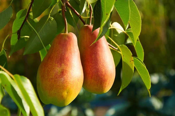 Dos grandes peras maduras en el árbol —  Fotos de Stock