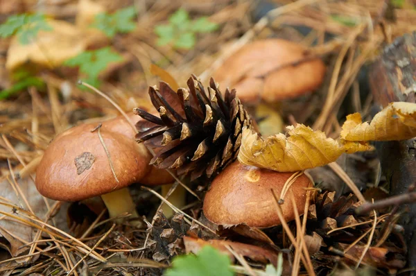 Cuatro pequeños hongos Suillus luteus —  Fotos de Stock