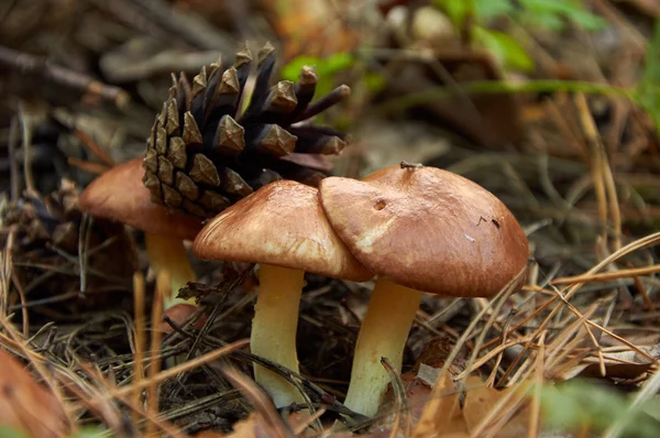 Trois petits champignons Suillus luteus — Photo