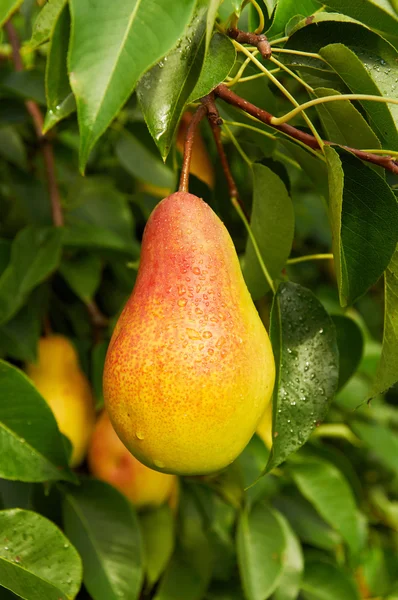 Grote rijpe peer op de boom — Stockfoto