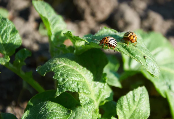 Colorado bugs on potato leaf — Stock Photo, Image
