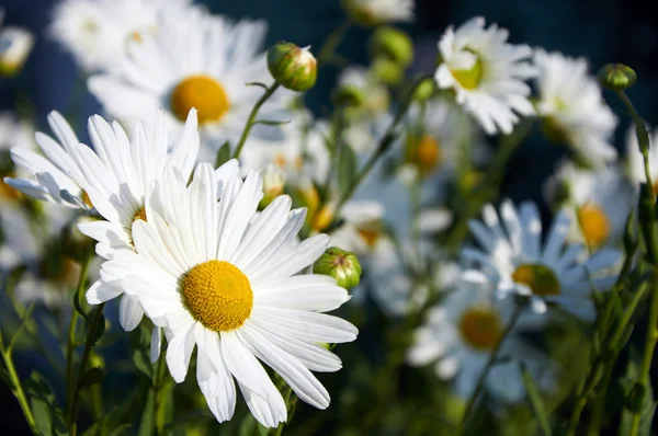 洋甘菊花カモミールの花 — 图库照片