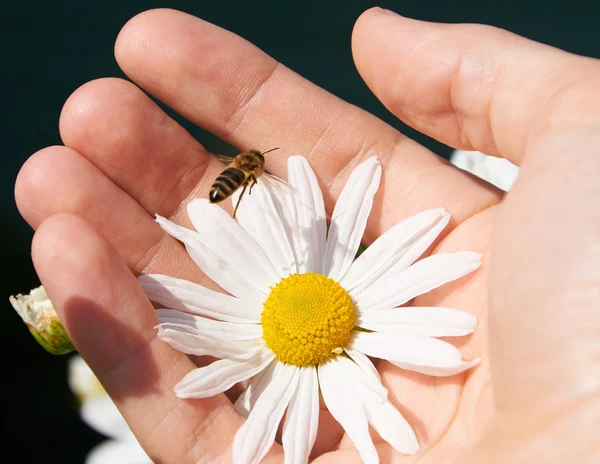 Margarita y abeja en una mano — Foto de Stock