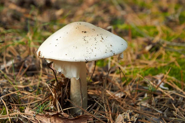 Tehlikeli Amanita phalloides