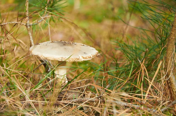 Niebezpieczne muchomor sromotnikowy — Zdjęcie stockowe