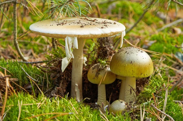 위험한 버섯 phalloides의 가족 — 스톡 사진