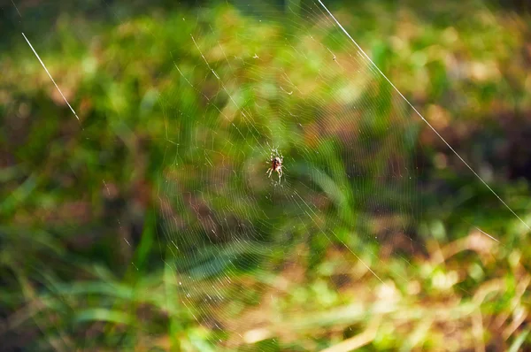 Spider web — Stock Photo, Image