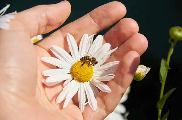 Daisy and bee in a hand — Stock Photo, Image