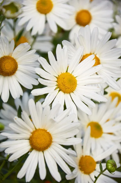 Flores brancas de camomilas decorativas crescendo Imagens De Bancos De Imagens