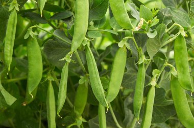 bezelye doğal arka plan oluşturun