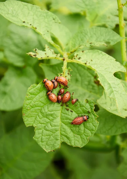 Brood of Colorado beetles — Stock Photo, Image