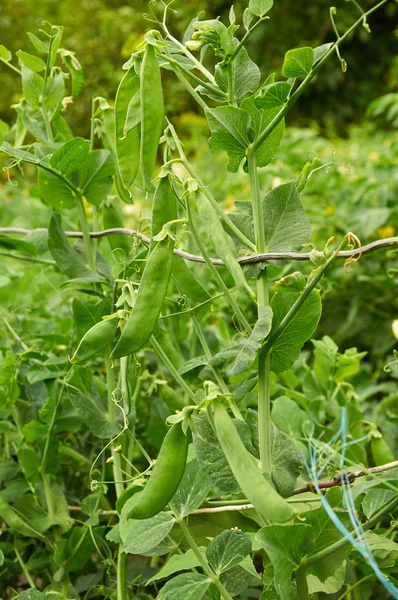 Bush of pea with unripe pods — Stock Photo, Image