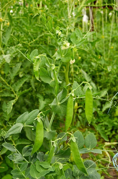 Bush of pea with unripe pods — Stock Photo, Image