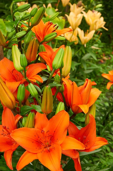 Világos narancssárga liliom virágok — Stock Fotó