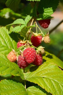 Büyük kırmızı olgun sulu ahududu