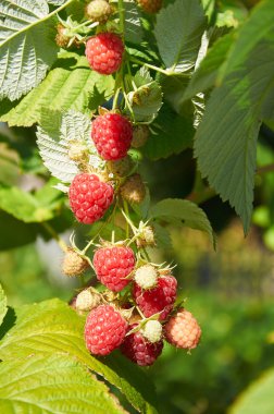 Büyük kırmızı olgun sulu ahududu