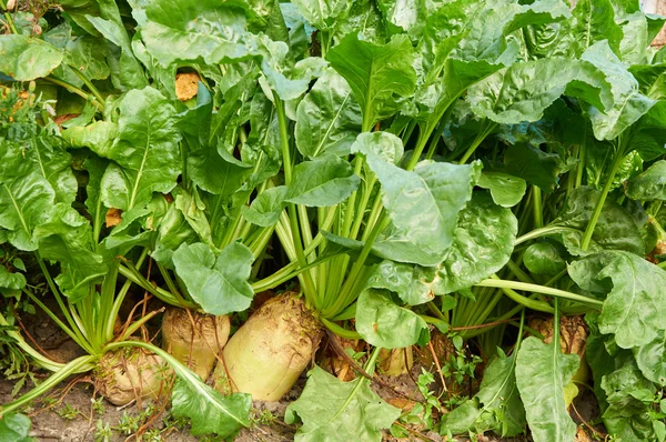 Mehrere große Probleme — Stockfoto