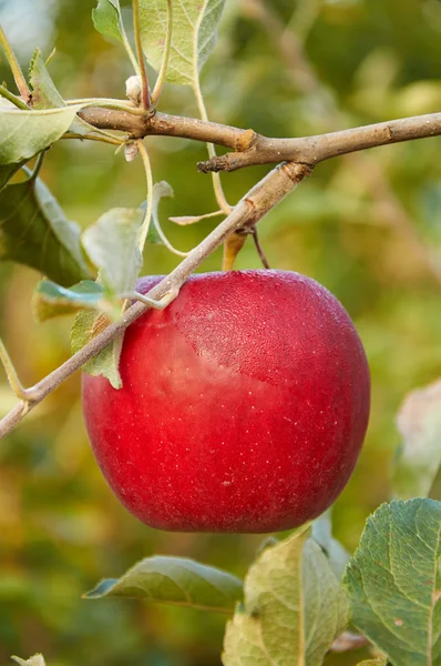 Morgentau trocknet auf rotem Apfel — Stockfoto