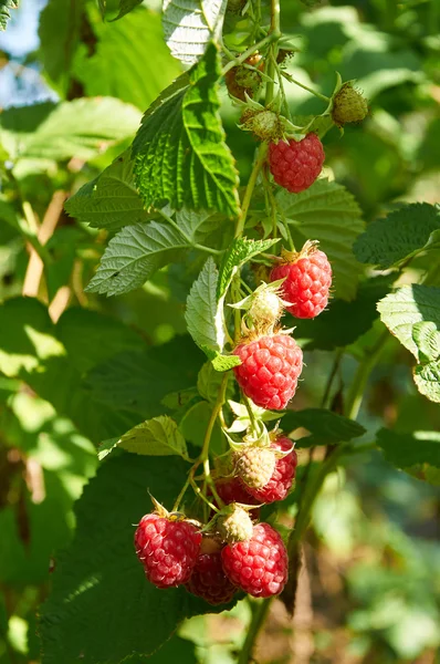 Grandes framboises juteuses mûres rouges — Photo