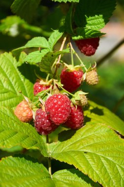 Büyük kırmızı olgun sulu ahududu
