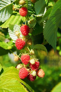 Büyük kırmızı olgun sulu ahududu