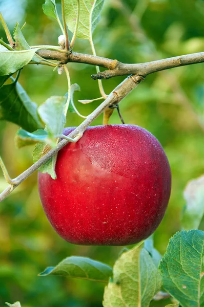 Rosée du matin sèche sur pomme rouge — Photo