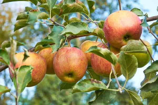 Varios piebald manzana en la rama — Foto de Stock