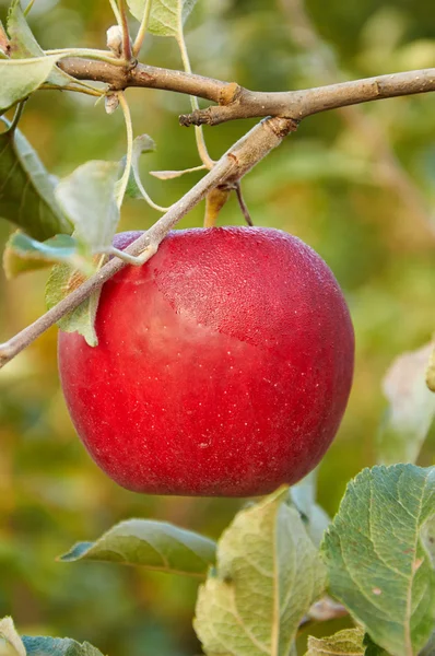 Morgentau trocknet auf rotem Apfel — Stockfoto