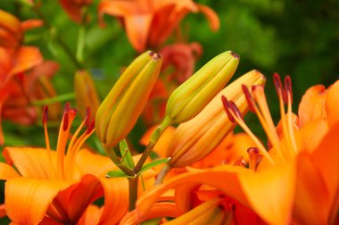 turuncu lily çiçek burgeons