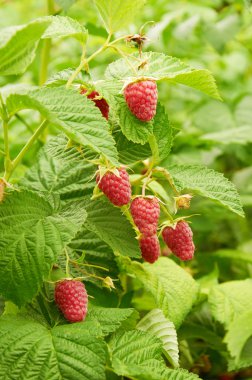 Olgun kırmızı ahududular yetişiyor.