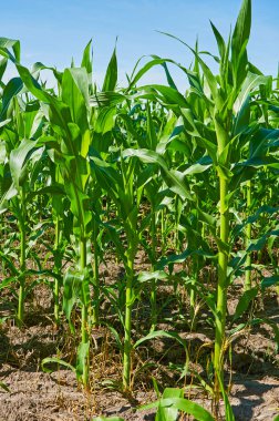 Yeşil mısır tarlası